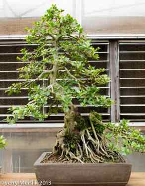 Ficus microcarpa